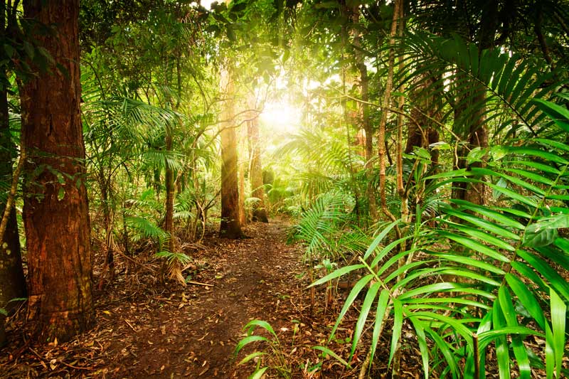 Forest