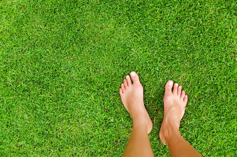 Grass