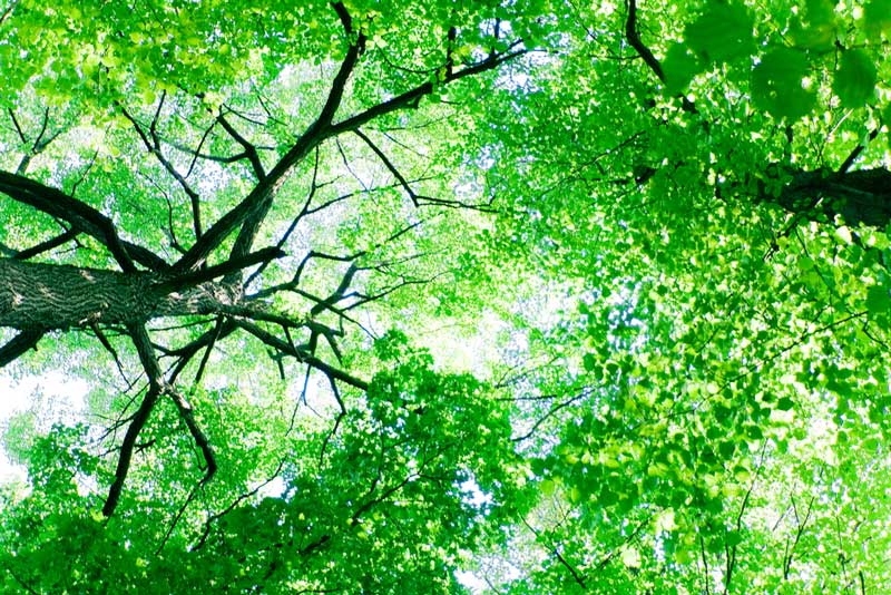 Trees